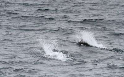 IMG_6701.jpg