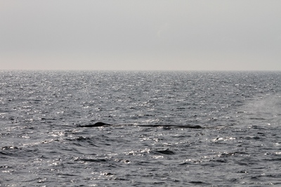 IMG_6917.jpg