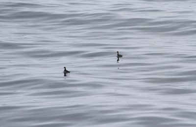 IMG_7462.jpg