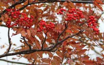 IMG_7690.jpg
