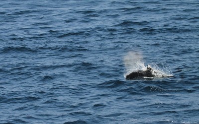 IMG_7803.jpg