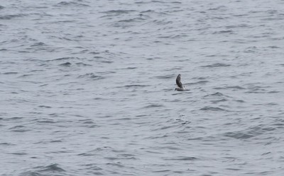 IMG_7899.jpg