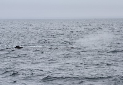 IMG_7943.jpg