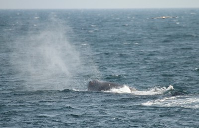 IMG_7968.jpg