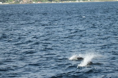 IMG_8252.jpg