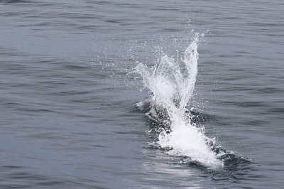 IMG_8295.jpg