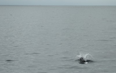 IMG_8341.jpg
