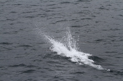 IMG_8452.jpg