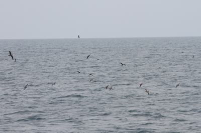 IMG_8484.jpg