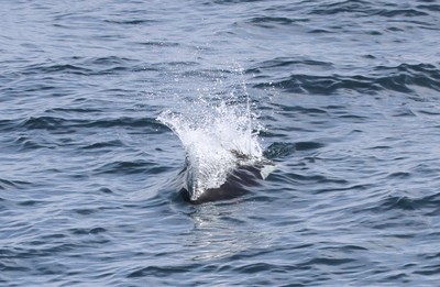 IMG_8501.jpg