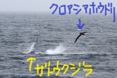 IMG_8545.jpg