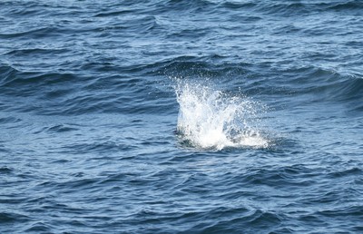 IMG_8810.jpg