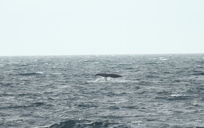 IMG_8985.jpg