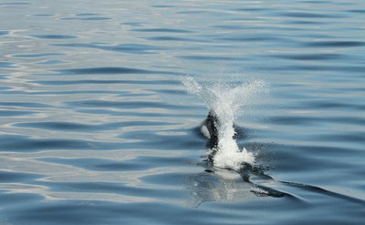 IMG_9135.jpg