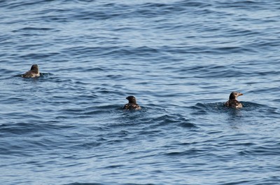 IMG_9296.jpg