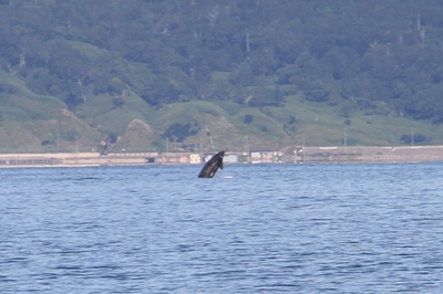 IMG_9456.jpg