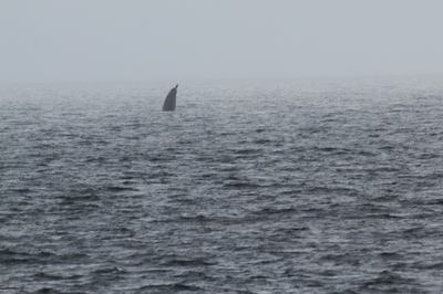 IMG_9786.jpg