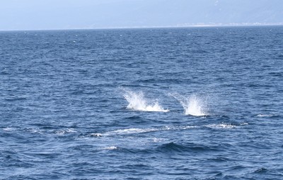 IMG_9812.jpg