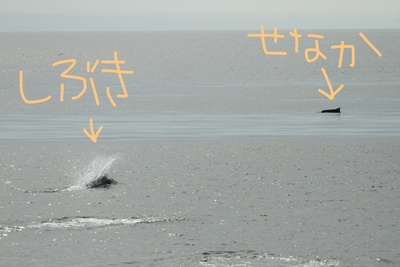 InkedIMG_1747_LI.jpg