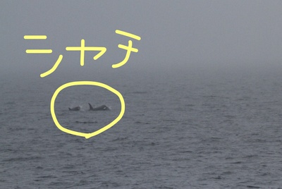 InkedIMG_2523_LI.jpg