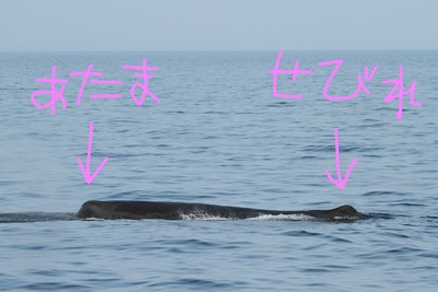 InkedIMG_3282_LI.jpg