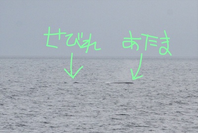 InkedIMG_6061_LI.jpg