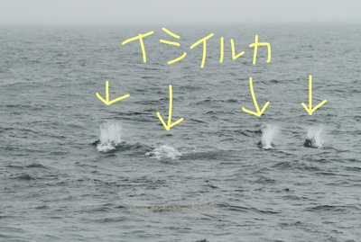 InkedIMG_6236_LI.jpg